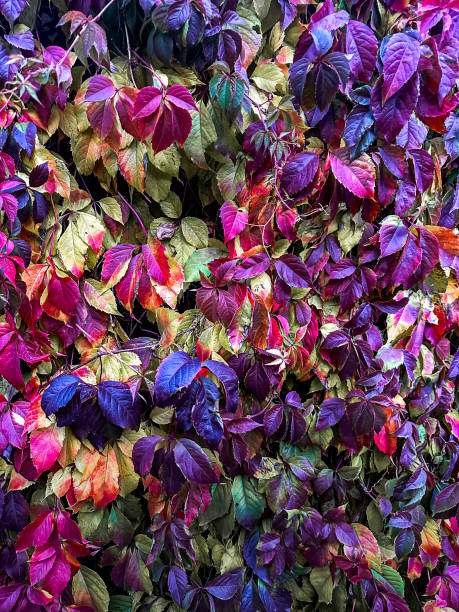 istock Vivid Autumn Leaves 2192688426