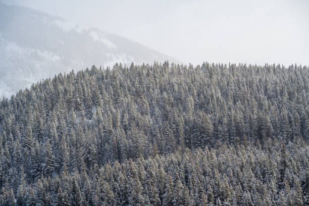 Fresh powder snow covers forest and mountains, Banff National Park