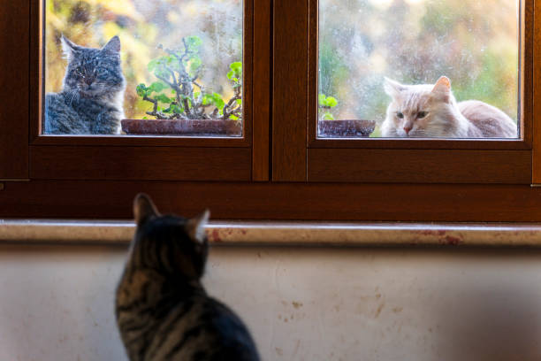 A curious gray tabby cat peeking from behind a wall inside a historical building with arched windows and soft natural light. The scene captures the blend of architecture and animal presence, creating a whimsical and mysterious atmosphere.