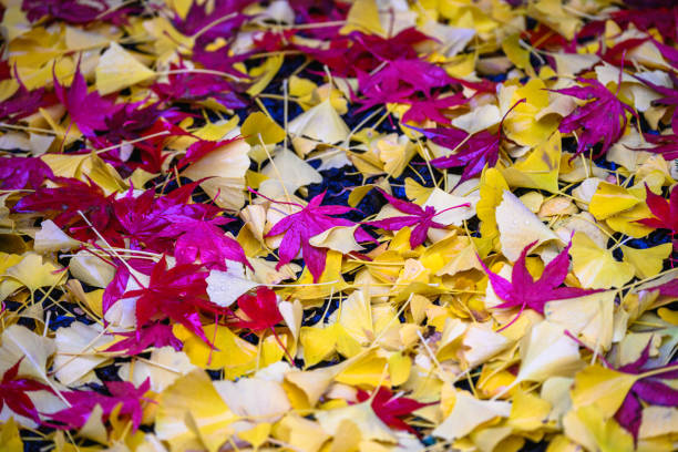 Colourful leaves on the ground, pink and yellow