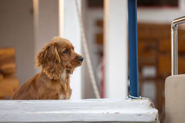 cute dog in the boat