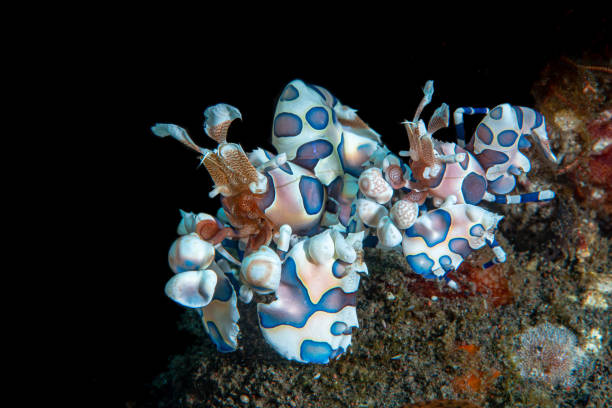istock Hymenocera picta 2192691437
