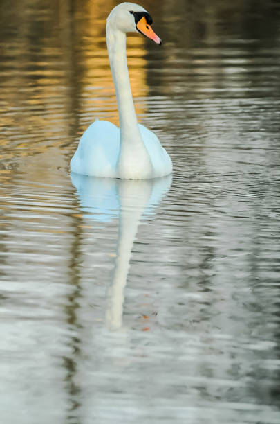 A swan is swimming in a lake. The water is calm and the swan is the only one in the scene