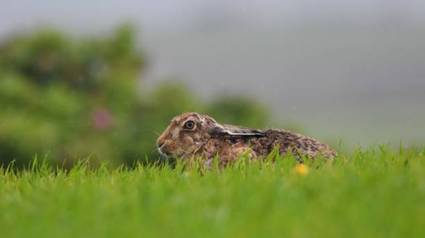 istock Brown hare in the rain, Orkney 2192692266
