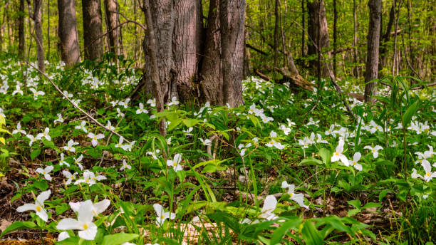 istock Close-up of wild white  trilliums on a spring forest floor 2192692782