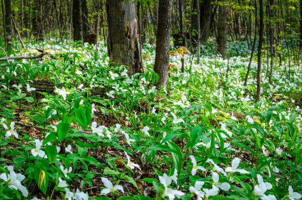 Close-up of wild white  trilliums on a spring forest floor with tree trunks in the background