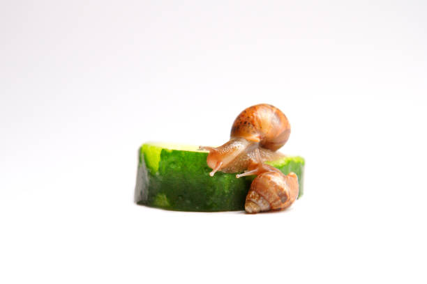 two snails are gnawing a cucumber, cosmetology