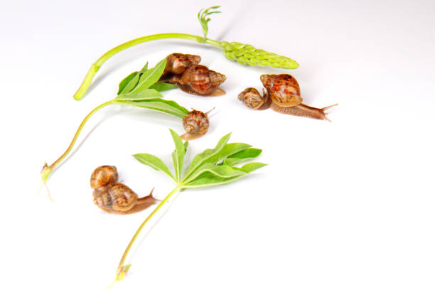 snails on a white background eat lupine leaves, cosmetology