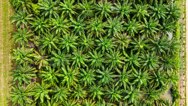 istock A sustainable energy project featuring solar panels on a roof surrounded by tropical trees, highlighting renewable energy efforts and the integration of green technology into rural areas. 2192692903