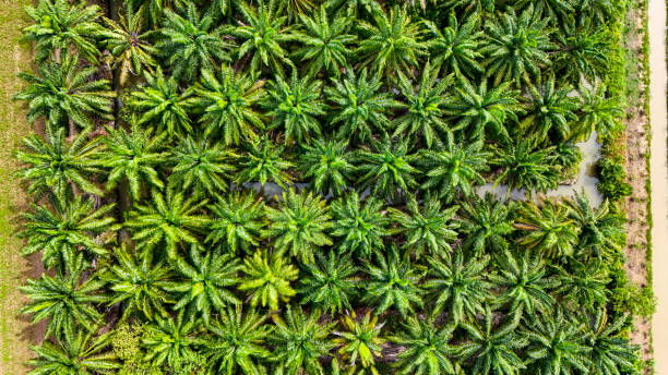 istock A sustainable energy project featuring solar panels on a roof surrounded by tropical trees, highlighting renewable energy efforts and the integration of green technology into rural areas. 2192693299