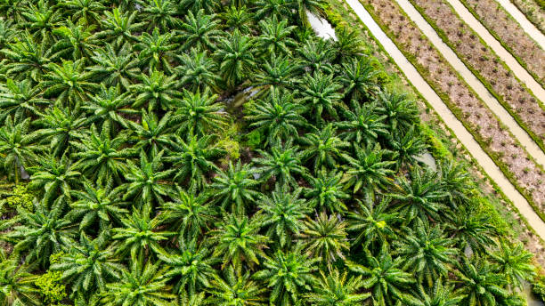 istock A sustainable energy project featuring solar panels on a roof surrounded by tropical trees, highlighting renewable energy efforts and the integration of green technology into rural areas. 2192694168