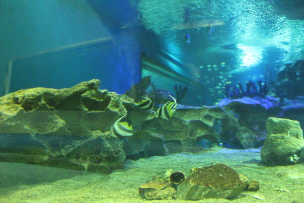 istock Heniochus acuminatus fish in the aquarium side view. Keeping fish 2192695403