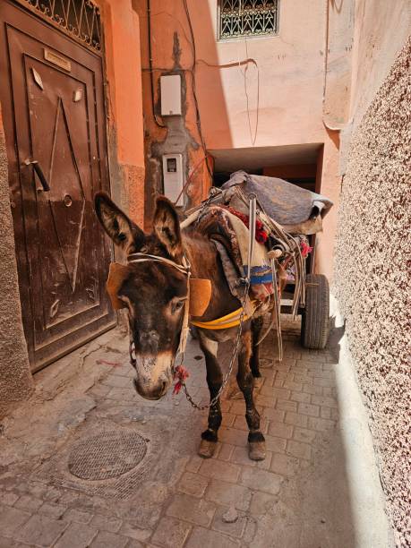 istock Donkey in a small street in Marrakech, Morocco 2192696793