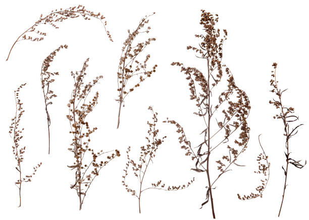 Dry brown autumn grass branches set isolated on white background