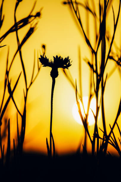 istock Sunset in the countryside. 2192698887
