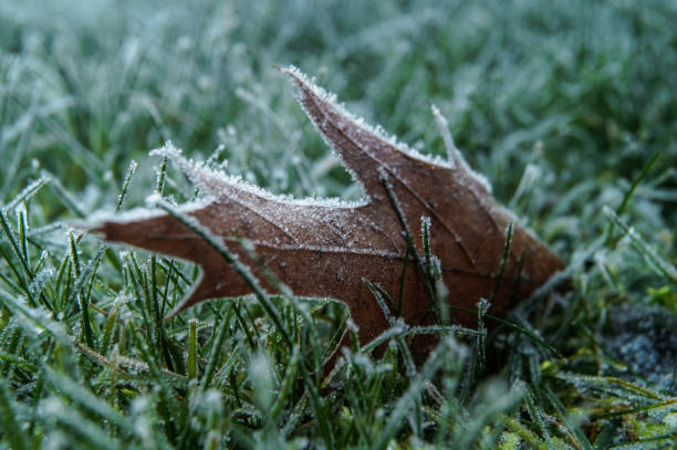 istock Close-up of a hoarfrosted leaf. 2192698917