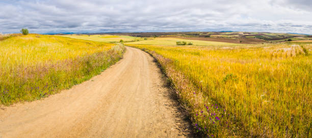 Earth trail curving through golden crops and patchwork pasture farmland in Extremadura, Spain.