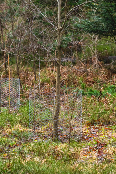 istock Small metal fence protecting a small tree.. 2192699322