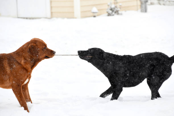 Labrador Retrievers playing tug-of-war with a tree branch in a snow storm.