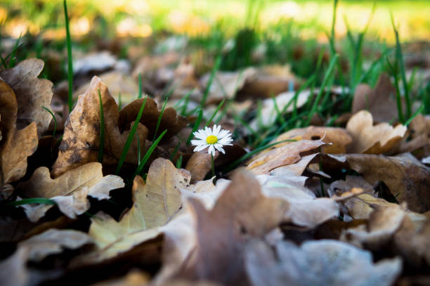 Daisy within the grass and dry leaves.