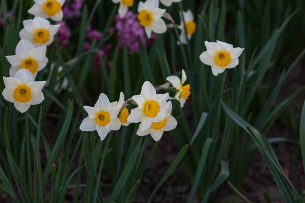 istock Spring colors in the Botanical Garden of Bucharest 2192700576