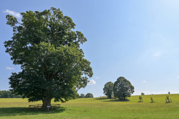 istock A tree in Polish countryside field. 2192700602