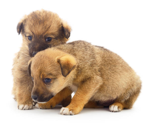 istock Two Baby Puppies. 2192700691