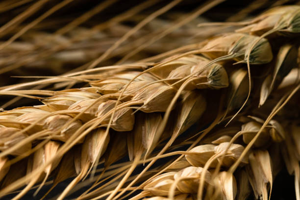 istock Wheat detail. Cereals for bakery, flour production 2192701155