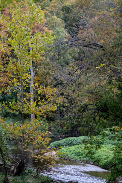 istock Tranquil stream flows through lush greenery in vibrant autumn scenery. 2192702469