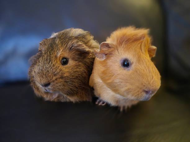 Picture of two male guinea pigs