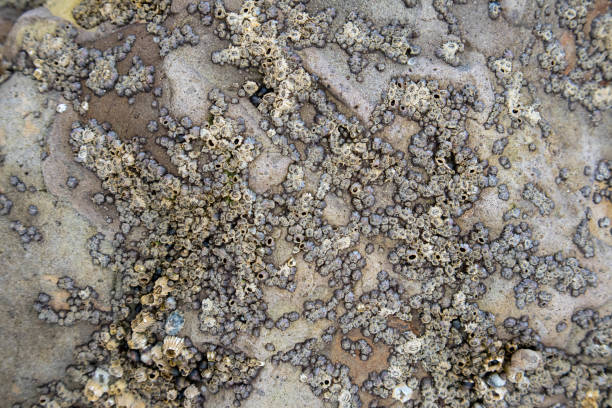 istock Top of rock covered with sea anemones and small volcano barnacles. 2192702507