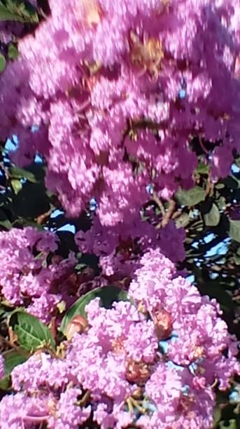 istock Flower lilac in tree parking 2192702556