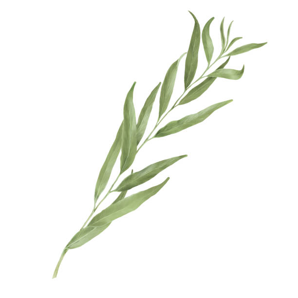 istock Green willow branch with graceful thin leaves. Watercolor digital illustration. Pussy willow branches isolated on white background. Botanical illustration. Element for postcard and invitation design. 2192703136
