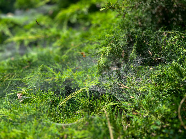 spider web on bright green evergreen bush in park under sunlight
