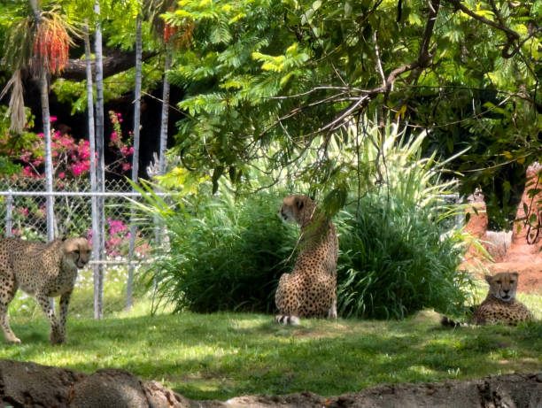 istock Three cheetahs relaxing in lush surroundings at Honolulu Zoo in Hawaii 2192705426