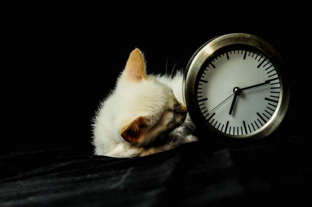 A cat is sleeping next to a clock that is set to 12:00. The cat is curled up and he is in a peaceful state