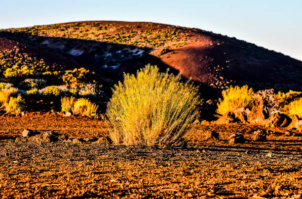 A small plant is growing in a dry, barren field. The sky is clear and the sun is setting, casting a warm glow over the landscape. Concept of solitude and desolation