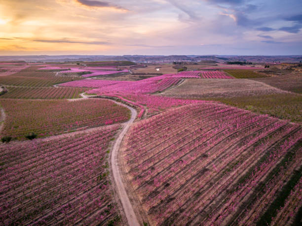 istock Aerial drone perspective revealing winding dirt path traversing blossoming pink peach orchards near Aitona, Lleida, bathed in soft spring sunset light 2192706314