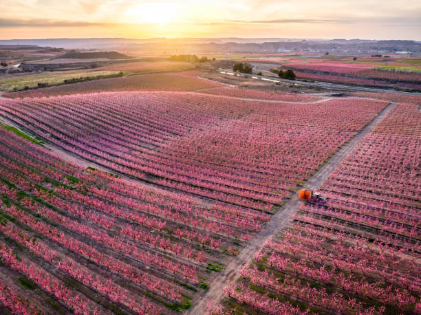 istock Blooming peach orchard bathing in golden sunset light, tractor traversing blossoming fields in rural Aitona, Lleida, Spain, presenting vibrant spring landscape 2192706320