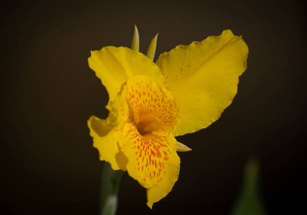 yellow canna flowers. Flowering in a bouquet at the top of the stem. and has some soft petals Flower size and color vary by species. soft and selective focus.