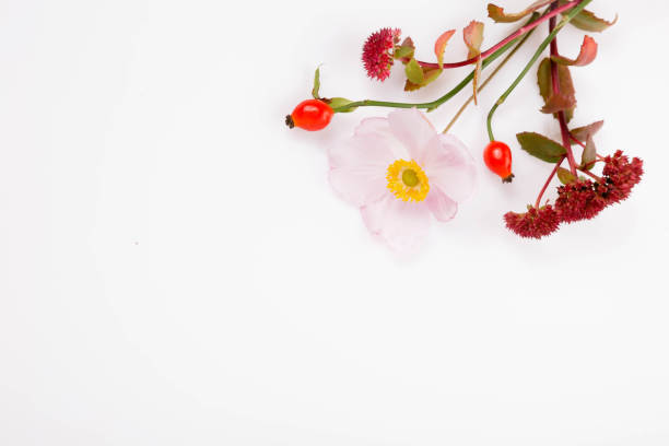 Autumn flowers composition purple echinacea, white anemone, rose hips on white background. Autumn, fall wedding, holiday concept. Flat lay, top view.