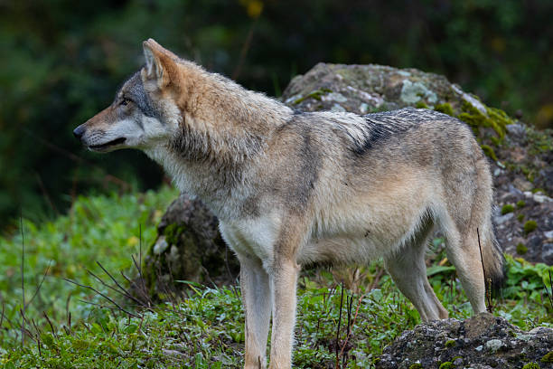 A close up of a Grey Wolf (Gray Wolf)