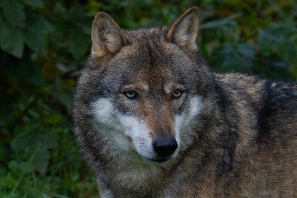istock A close up of a Grey Wolf (Gray Wolf) 2192707675