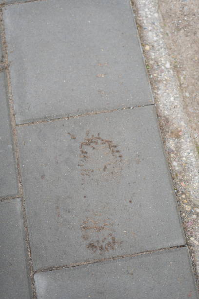 istock photo A Mysterious Footprint on a Concrete Pathway: Exploring the Intriguing Patterns Left on Outdoor Surfaces After a Rainfall in Urban Environments 2192707693