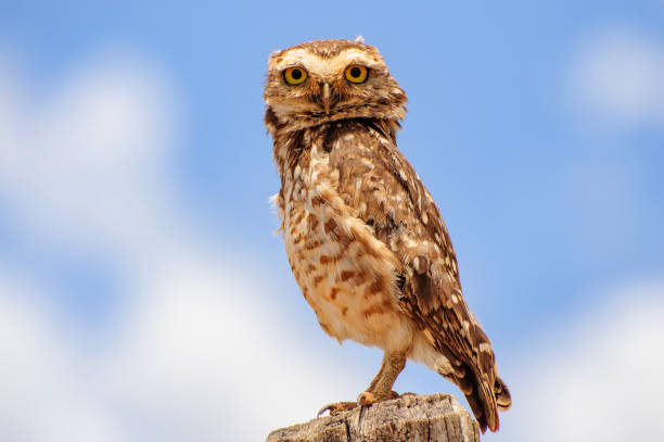 istock This bird is the Athene cunicularia 2192708104