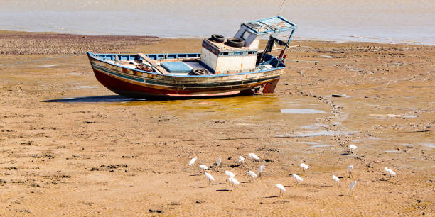 Some white herons and a rustic fishing boat stranded during low tide on the island of São Luis, Maranhão, northeast of Brazil