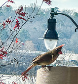female-cardinal.jpg?b=1&s=170x170&k=20&c=OxVzZELRIA8M05QfsHBTjPLZvA9J9QC0GJGlnzMP2lI=