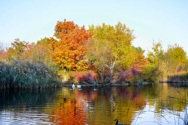Autumn park in the fall with ducks swimming in lake and trees. Reflection of wild ducks in the lake. Vibrant pond with wild ducks. Duck lake landscape in the park with trees on a bright warm day.
