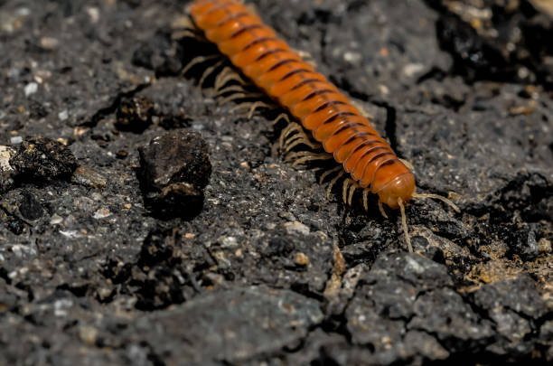 istock A large brown and orange centipede is on the ground 2192712421