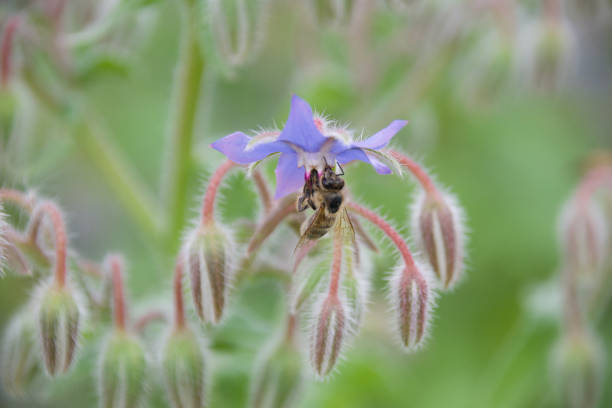 A honeybee collects nectar from a vibrant blue borage flower. The macro shot captures the bee’s delicate wings, fuzzy body, and the plant’s hairy stems against a green background.